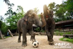 泰国哪里可以看大象表演