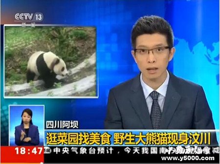 野生大熊猫现身汶川