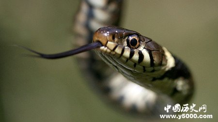 怎么辨别蛇有没有毒