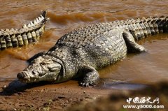 陕西鳄鱼逃跑怎么回事