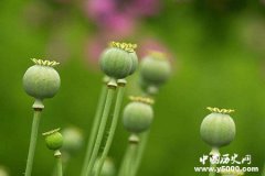 鸦片最早竟然出现在古埃及！