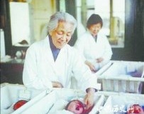 林巧稚简介妇产专家林巧稚的故事