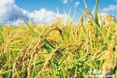 袁隆平简介水稻之父袁隆平生平故事