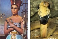 世界未解之谜：埃及艳后真实死因到底是什么？