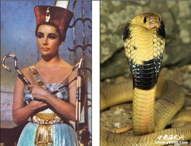 世界未解之谜：埃及艳后真实死因到底是什么？