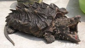 鳄龟是什么物种 是国家保护动物吗