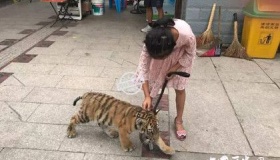 9岁女孩遛老虎：老虎太小还是女孩胆子太大