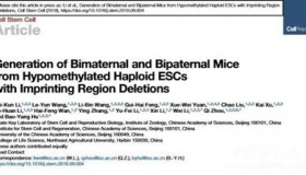 中科院两只母鼠生下小鼠是真的吗？怎么回事？