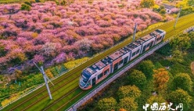 网红花海是什么草