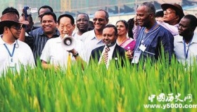 袁隆平“海水稻”是什么情况？“海水稻”成功种植！