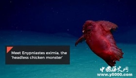 南极洲深海发现的“无头鸡怪”是什么？“无头鸡怪”介绍！