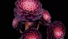 多肉植物：哪些多肉容易养活又美观？