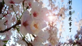 星座花语：世界上十大凄美之花花语