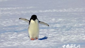 南极洲有哪些动物