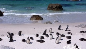 关于南极企鹅你了解多少