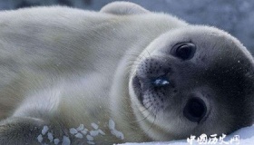 南极洲是最大的洲吗南极洲有多大面积