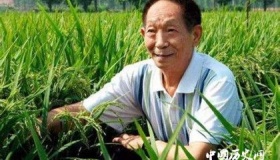 杂交水稻之父袁隆平生平：养活了960万平方公里