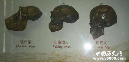 北京猿人头骨化石为何失踪 化石究竟在何处？
