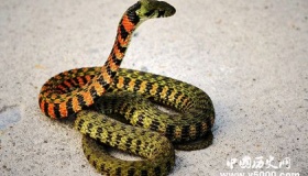 冷血动物有哪些冷血动物为什冷血