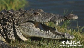 鳄鱼有多少年历史了鳄鱼是冷血动物吗