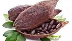 巧克力是玛雅人时期的货币吗 可可人工培植的历史有多久？