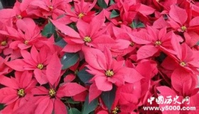 植物的寿命为什么那么长植物是长生不老的吗