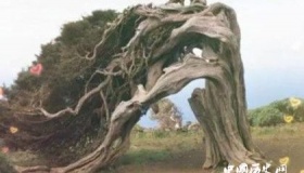 世界上有会说话的树吗世界上有会走路的树吗