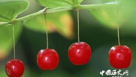 果实是怎么变甜的为什么果实要成熟之后才会变甜