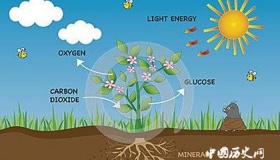 光合作用的影响光合作用的运作过程是怎样的