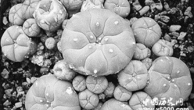 世界上可以让人产生幻觉的植物为什么会产生幻觉