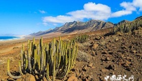 步行仙人掌是如何进行移动的为什么能够行走