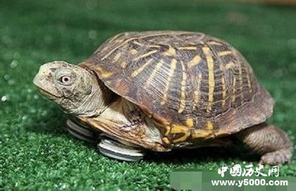 乌龟的寿命有多长 乌龟的寿命为什么那么长