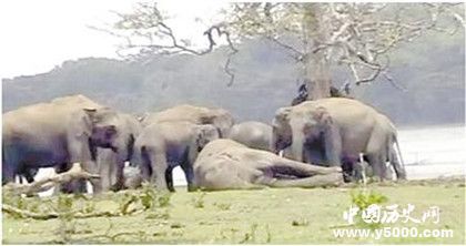 大象的葬礼：大象是如何举行葬礼的？