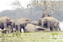 大象的葬礼：大象是如何举行葬礼的