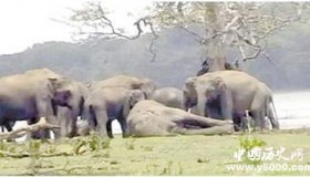 大象的葬礼：大象是如何举行葬礼的