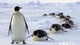 企鹅的翅膀是怎么来的 企鹅的翅膀为什么不能飞