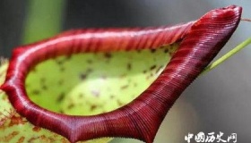 为什么有些植物会吃肉食肉植物是怎么吃肉的