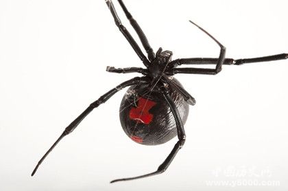什么蜘蛛会吃掉自己的伴侣 为什么蜘蛛会吃同类