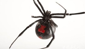 什么蜘蛛会吃掉自己的伴侣 为什么蜘蛛会吃同类