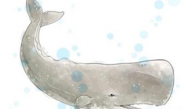 抹香鲸资料介绍 抹香鲸为什么潜水能力那么强