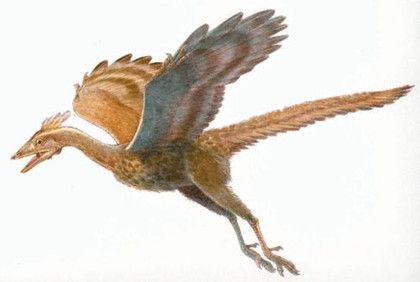 始祖鸟资料介绍：鸟类进化发展史
