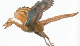 始祖鸟资料介绍：鸟类进化发展史