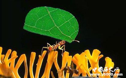 蓄奴蚁红蚁食肉游蚁切叶蚁资料介绍 生活习性介绍