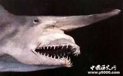 魔鬼鲨学名叫什么魔鬼鲨资料介绍魔鬼鲨为什么自行爆炸