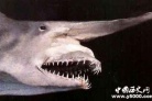 魔鬼鲨学名叫什么