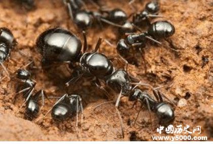 蓄奴蚁红蚁食肉游蚁切叶蚁资料介绍 生活习性介绍