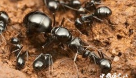 蚂蚁种类大全：自然界的小生物们