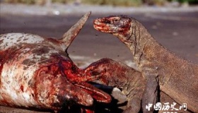 科摩多龙是龙还是蜥蜴 科摩多龙介绍