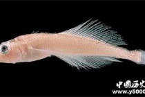 贝加尔湖介绍：贝加尔湖为什么有海洋生物