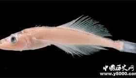 贝加尔湖介绍：贝加尔湖为什么有海洋生物